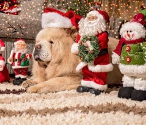 Hund mit Weihnachtsmütze liegt zwischen Weihnachtsfiguren